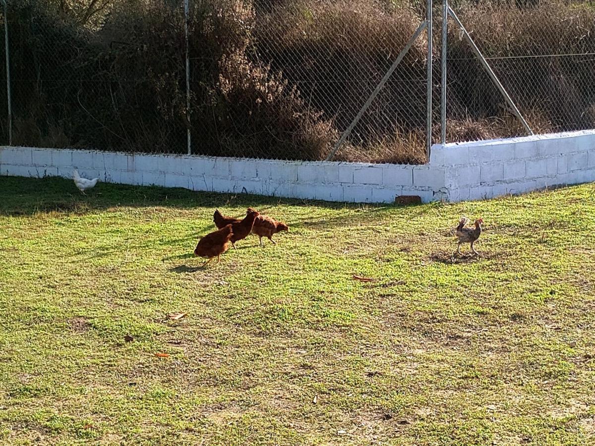 Casa De Campo Los Manueles Ideal Perros Pet Friendly Gojar Eksteriør billede